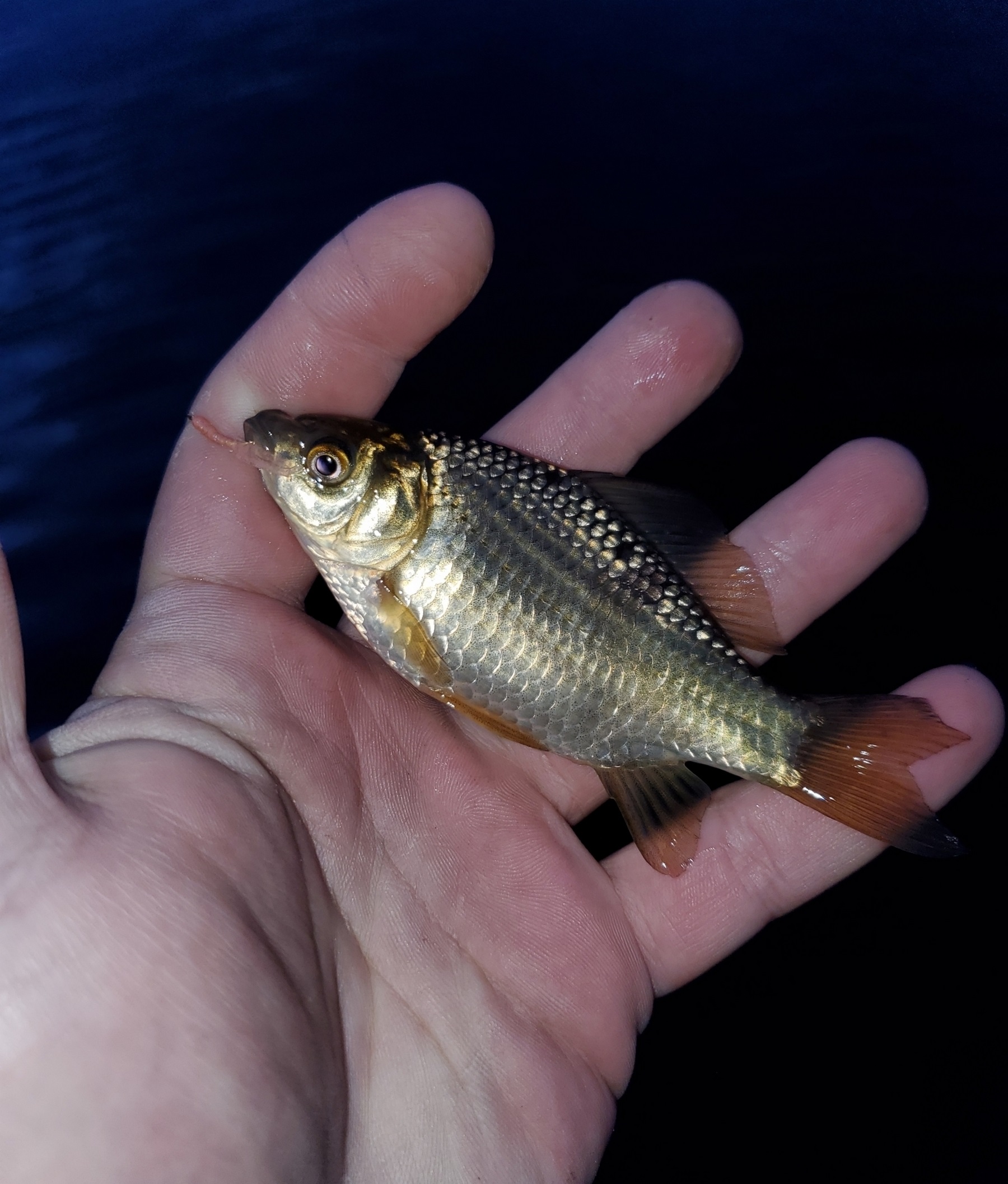 Carassius Auratus Auratus Linnaeus 1758